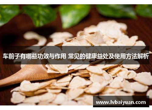 车前子有哪些功效与作用 常见的健康益处及使用方法解析